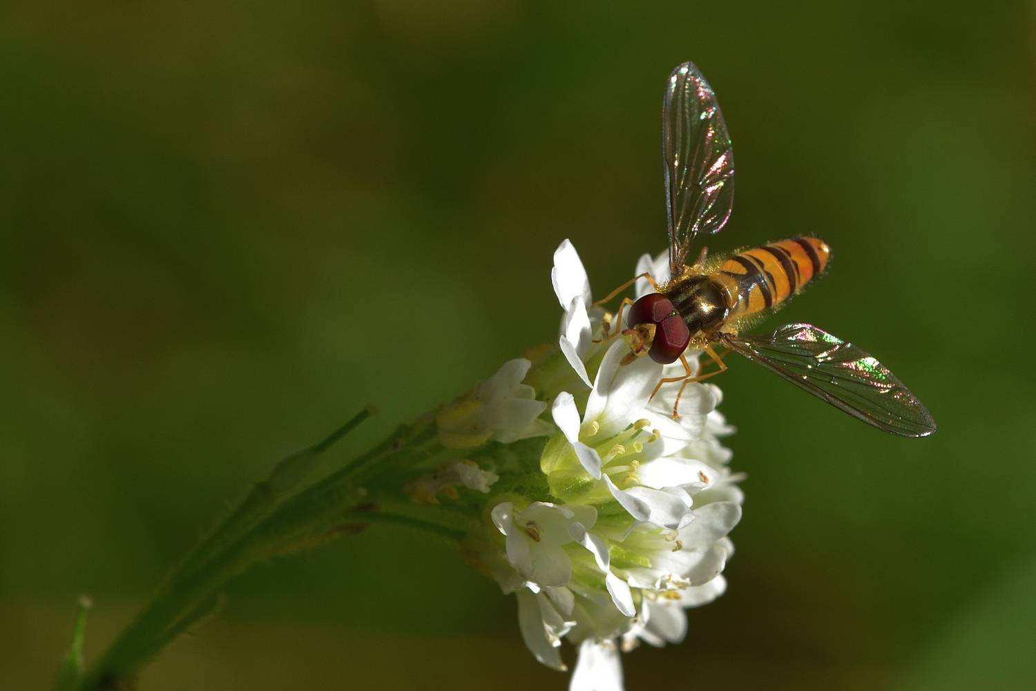 , Корнейчук Игорь
