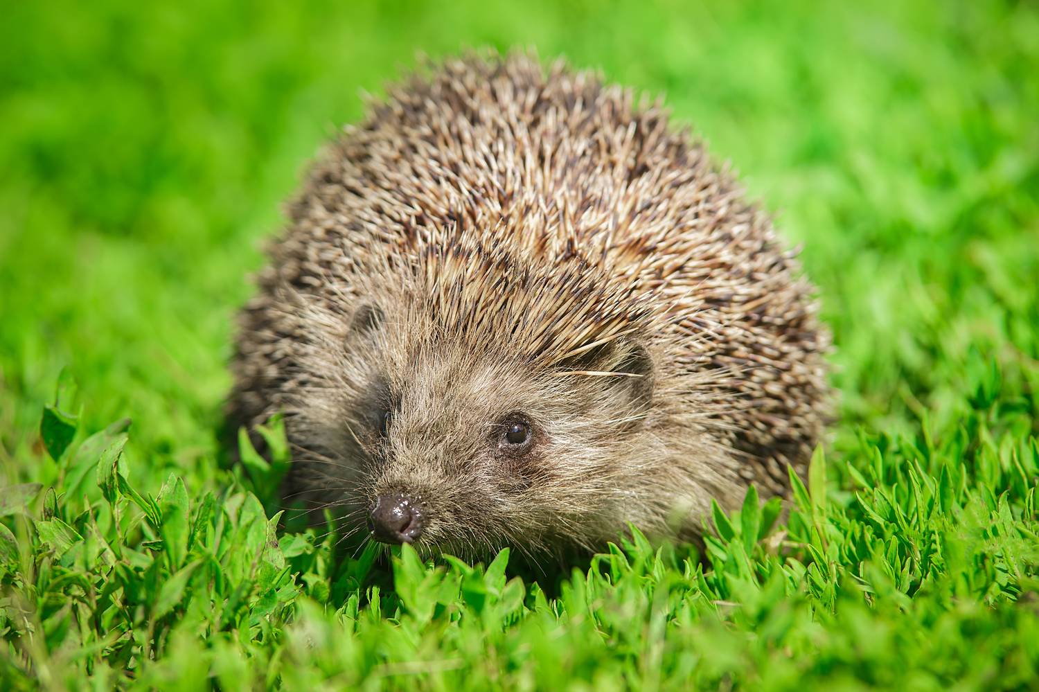 portrait, wild hedgehog, pet, lawn, european hedgehog, hedgehogs, spikes, Корнеев Алексей