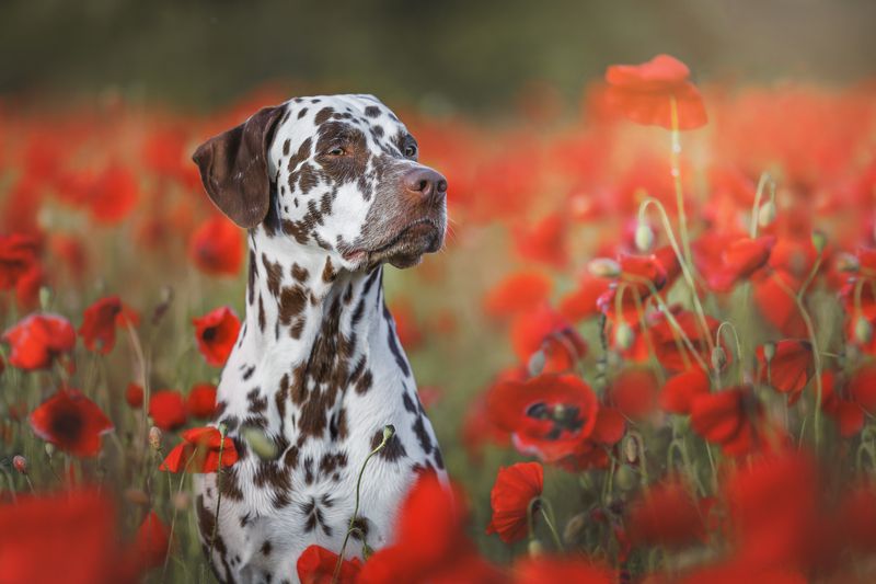 Далматин в маковом полеphoto preview