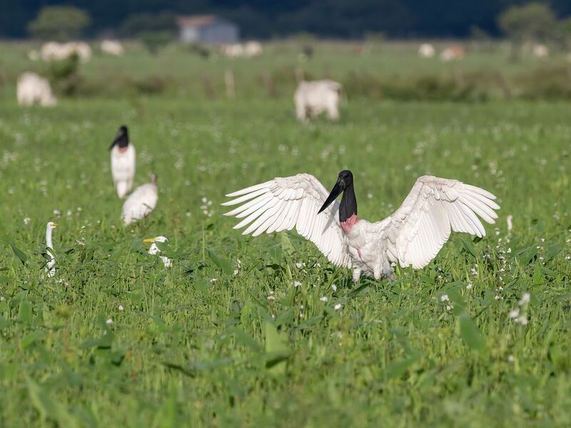 Jabiru (Jabiruphoto preview