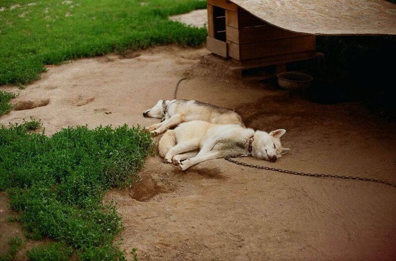 хаски, собаки, пленка, Kodak Gold После ночной сменыphoto preview