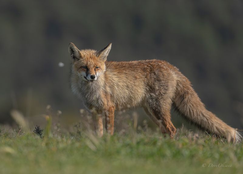 fox, predators, wild, animals, рыжая, обыкновенная, лиса, хищники, дикие, животные Горный лисphoto preview