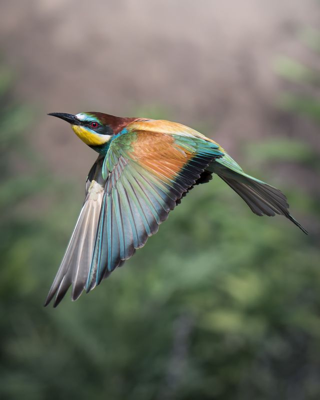 Золотистая щурка (Merops apiaster) photo preview