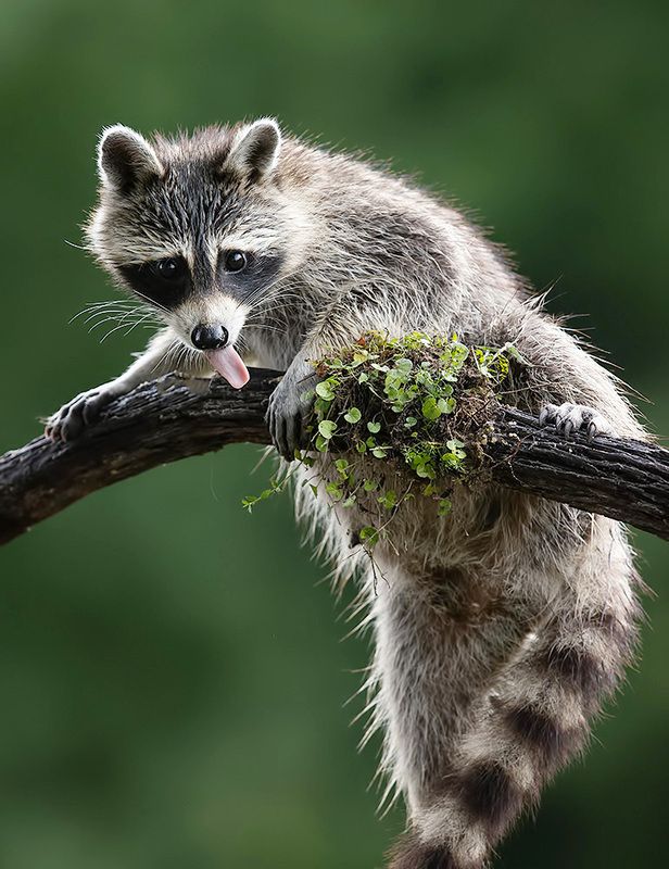 енот обыкновенный, енот-полоскун, raccoon, енот, дикие животные, животные, animals Raccoon - Енот-полоскунphoto preview