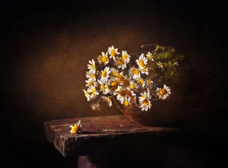 натюрморт, ромашки, лето, цветы, still life Летним вечеромphoto preview