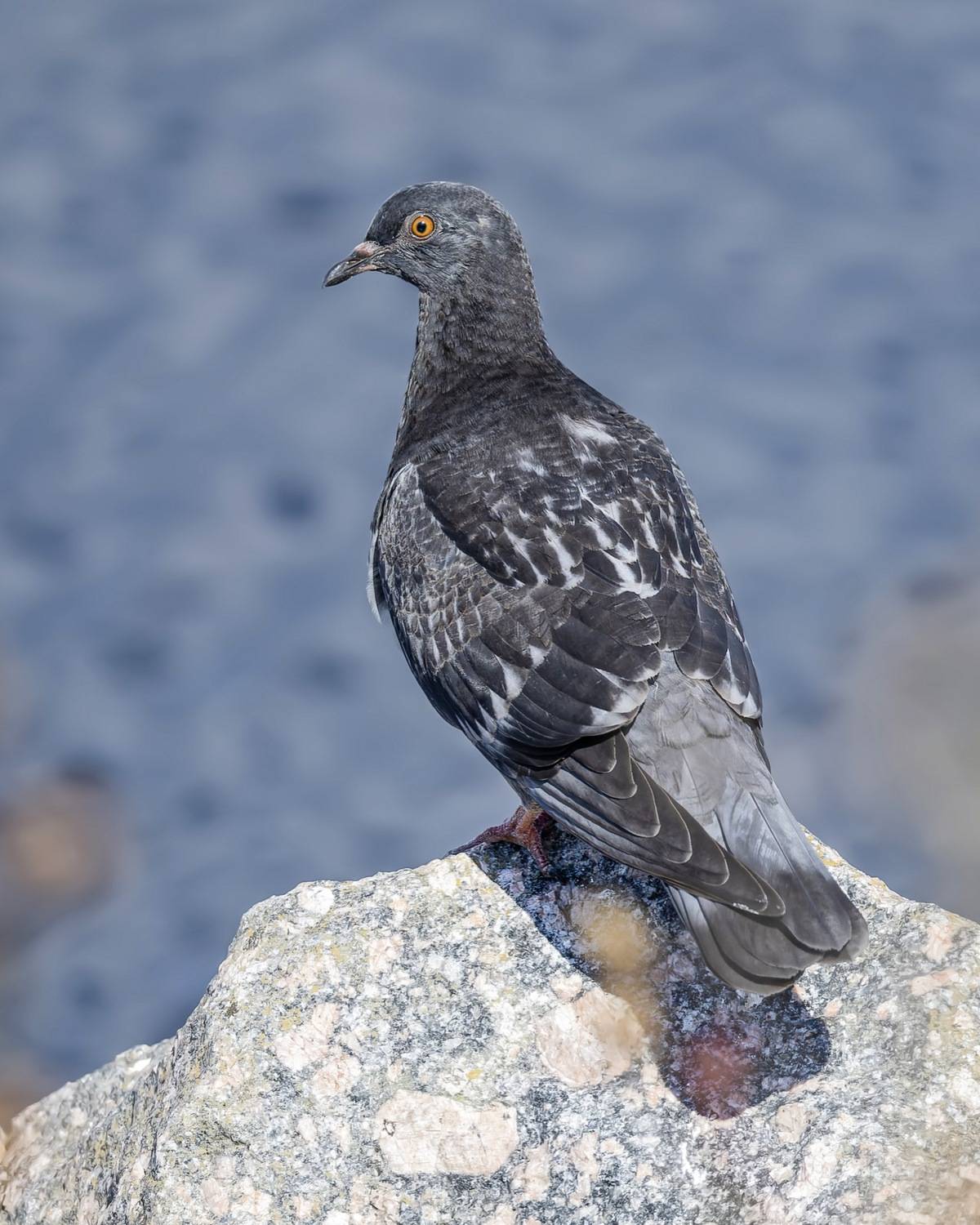 голубь, птицы, Руслан Pl