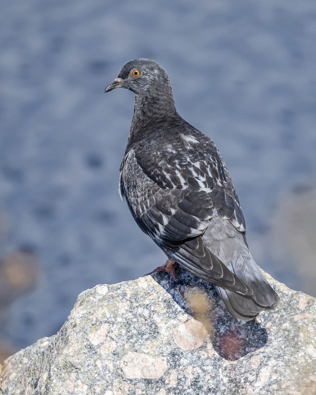 голубь, птицы Молодой голубьphoto preview