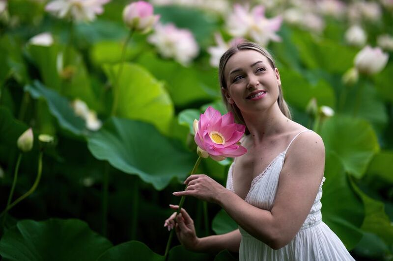 lotus, lotus flowers, lotus leaves Summerphoto preview