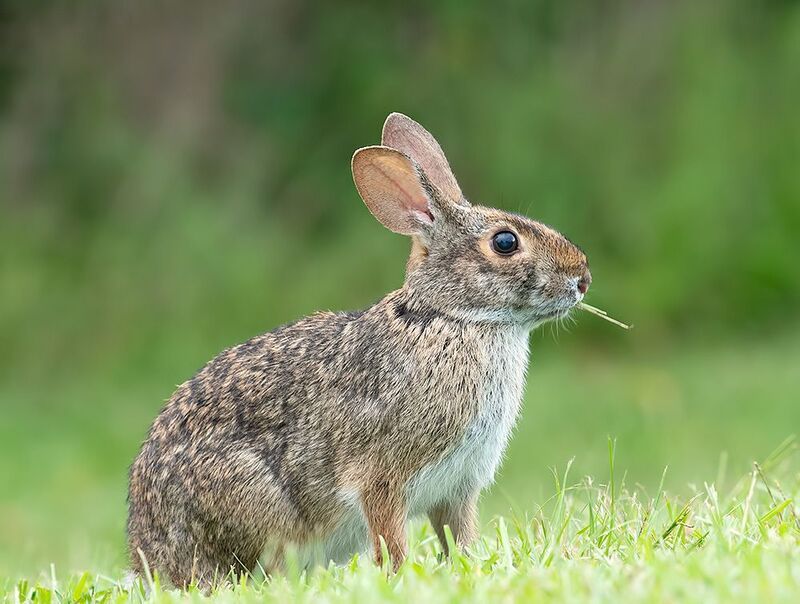 кролик,rabbit, eastern cottontail, animals, дикие животные,wild Eastern cottontail rabbits - Флоридский кролик, Кролик-ватный хвостphoto preview