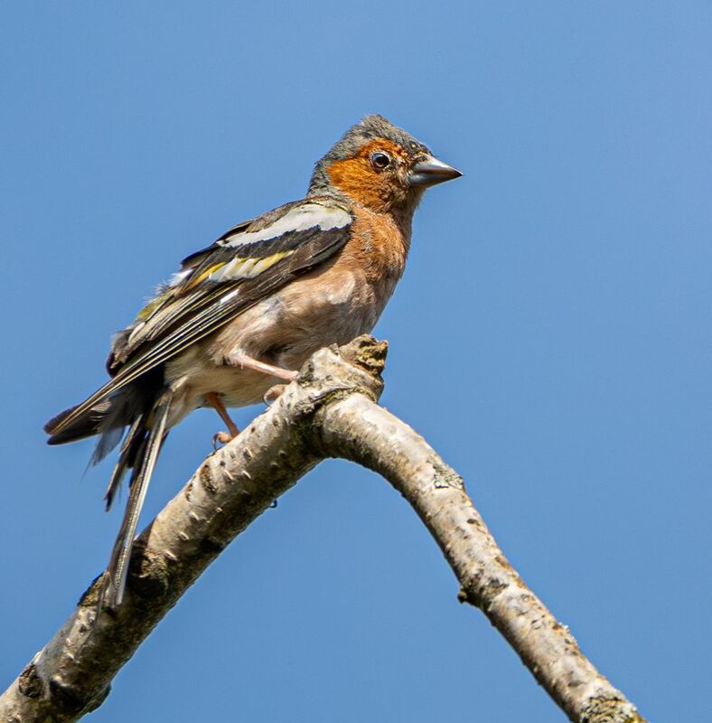 Этюды с зябликомphoto preview