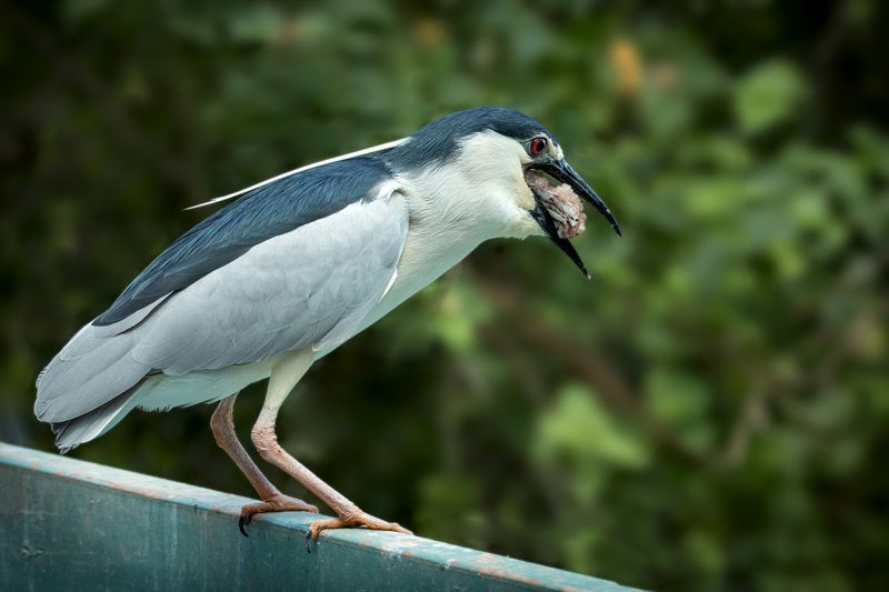 Обыкновенная квакваphoto preview