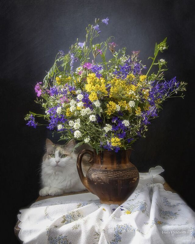 натюрморт, цветы, букеты, полевые цветы, домашние животные, кошки,  Букет полевых цветов и кошкаphoto preview