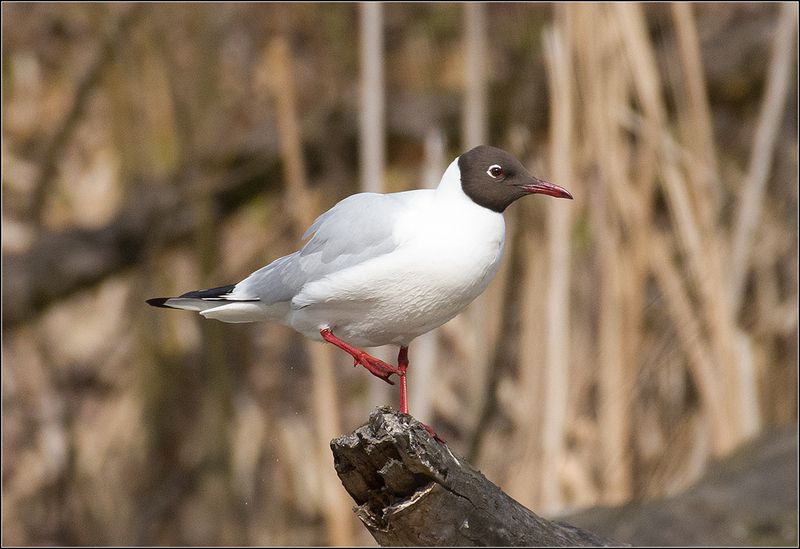 москва, июнь, парк, озёрная чайка *  *photo preview