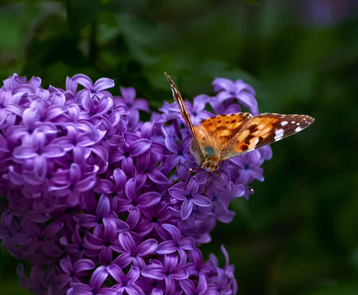 , Владимир Гамаюнов