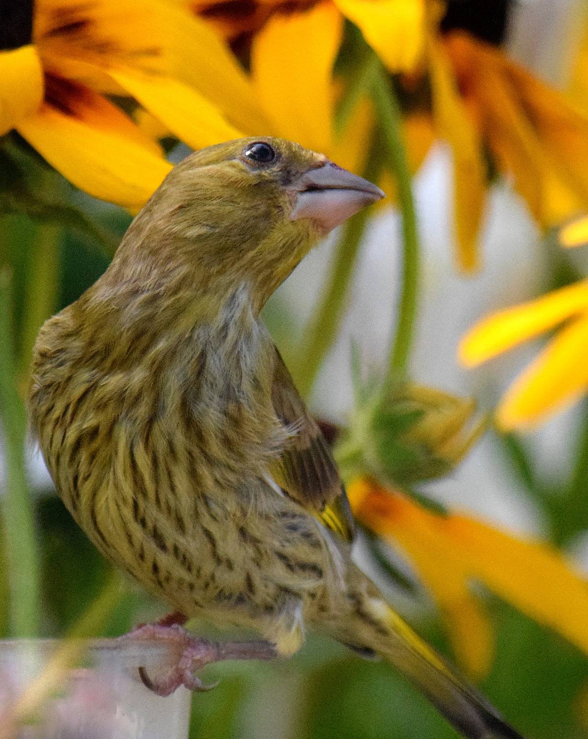 Молодая. Автор: Неверова Наталья листопад, Неверова Наталья