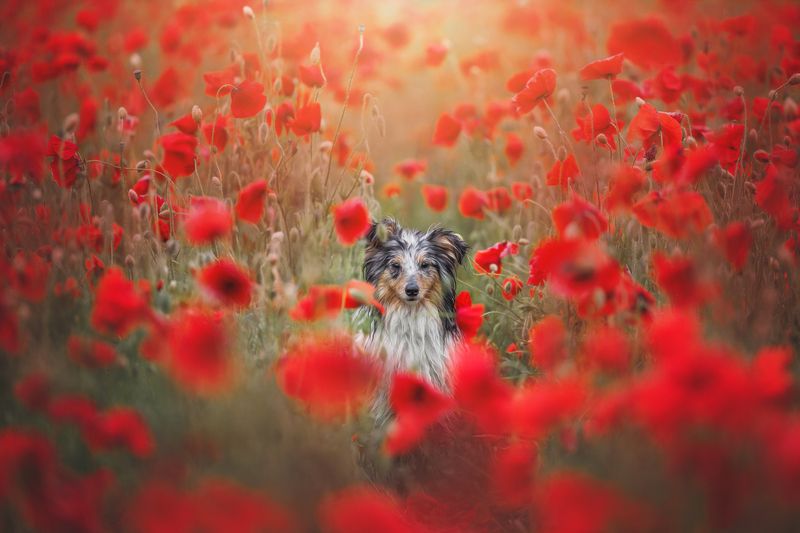 Маковое полеphoto preview