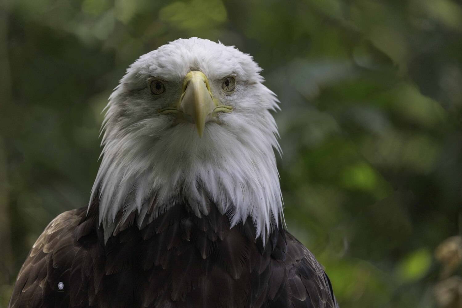 Northern bald eagle. Автор: Ali Pashang , Ali Pashang