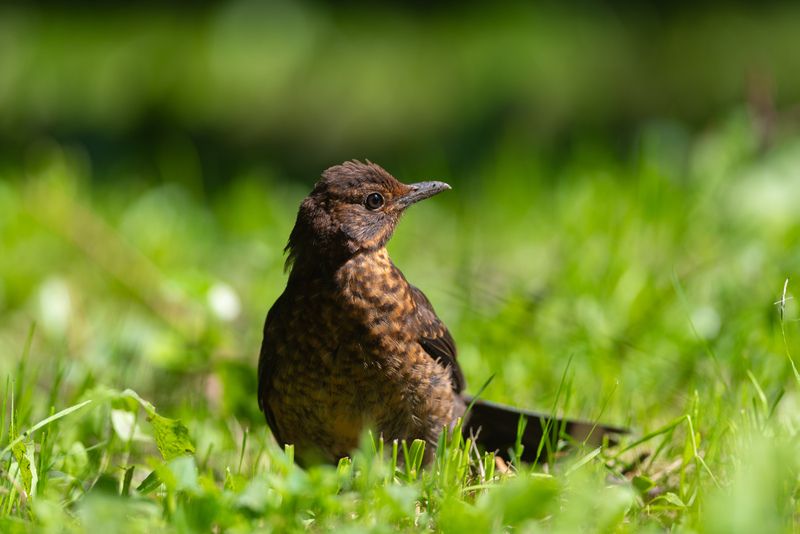 дрозд, чёрный дрозд, черный дрозд, птица, птицы, лето, лес, природа, фотоохота, санкт-петербург, петербург, спб Чёрный (бурый) дроздphoto preview