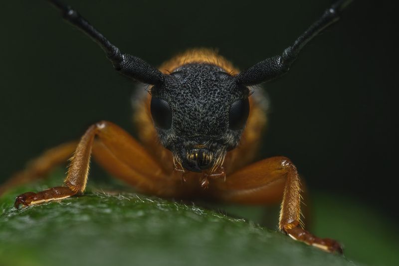 Eye to eyephoto preview