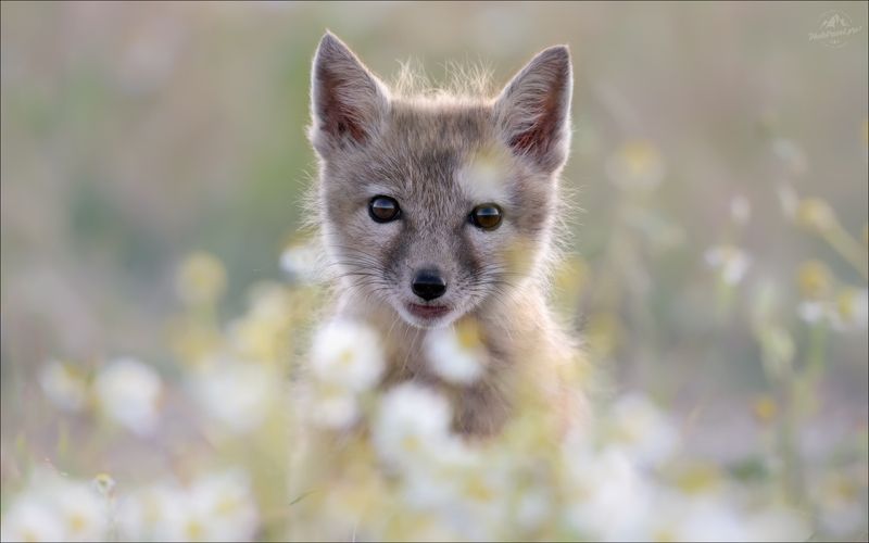 корсак, лиса, степная лиса, взрослый корсак, маныч,заповедник черные земли, корсачок, фото корсака, молодой корсак, степная лисица, vulpes corsac, калмыкия, черные земли,  корсачонок, корсачата, калмыцкий корсак, корсаки, vulpes corsac kalmykorum, Милашка в ромашкахphoto preview