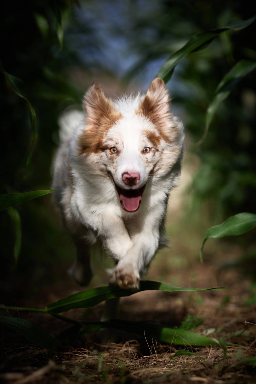 собака, бордер колли, съемка собак, в листьях, Иван Вострецов