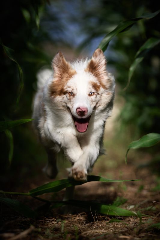 собака, бордер колли, съемка собак, в листьях В кукурузеphoto preview