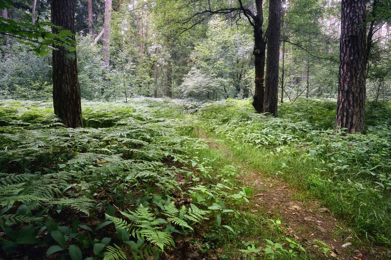 лес, деревья, листва, свет В летнем лесуphoto preview