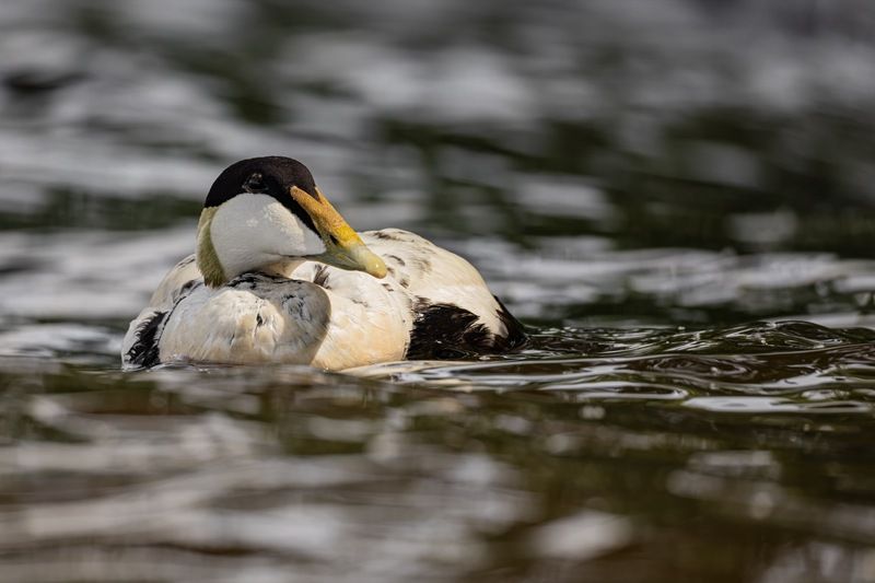 гага, утка, птицы, нева Гагаphoto preview