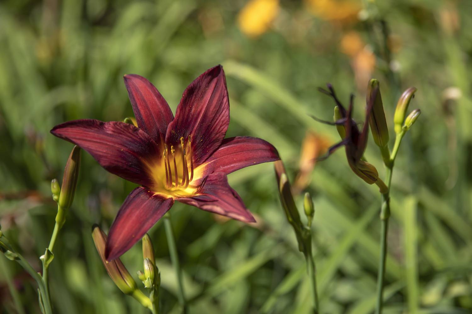 ****, Валентина Булкина