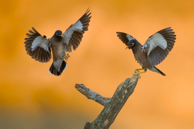 Soaring mynas фото превью