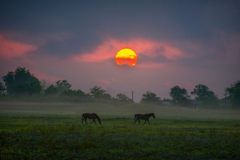 #sunrise, #horses, #landscape Morning Framephoto preview