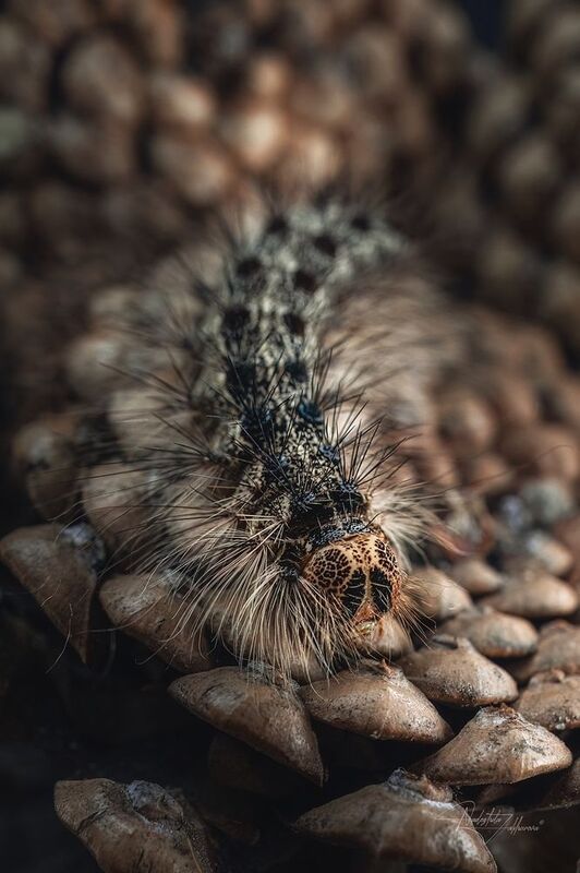 шелкопряд, насекомые, гусеницы, макро, макрофотография, арт-фото, артфото, лето, лето2025 Шелкопрядphoto preview