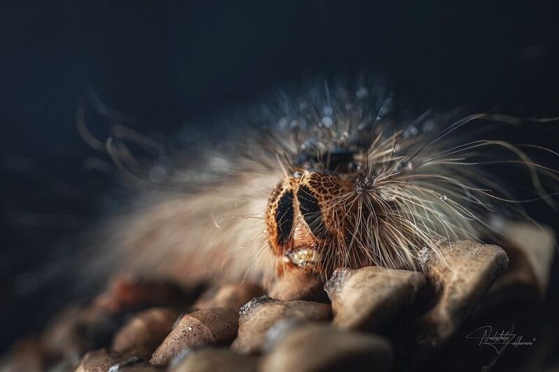 шелкопряд, насекомые, гусеницы, макро, макрофотография, арт-фото, артфото, лето, лето2025 Шелкопрядphoto preview