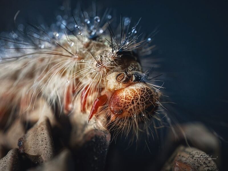 шелкопряд, насекомые, гусеницы, макро, макрофотография, арт-фото, артфото, лето, лето2025 Шелкопрядphoto preview