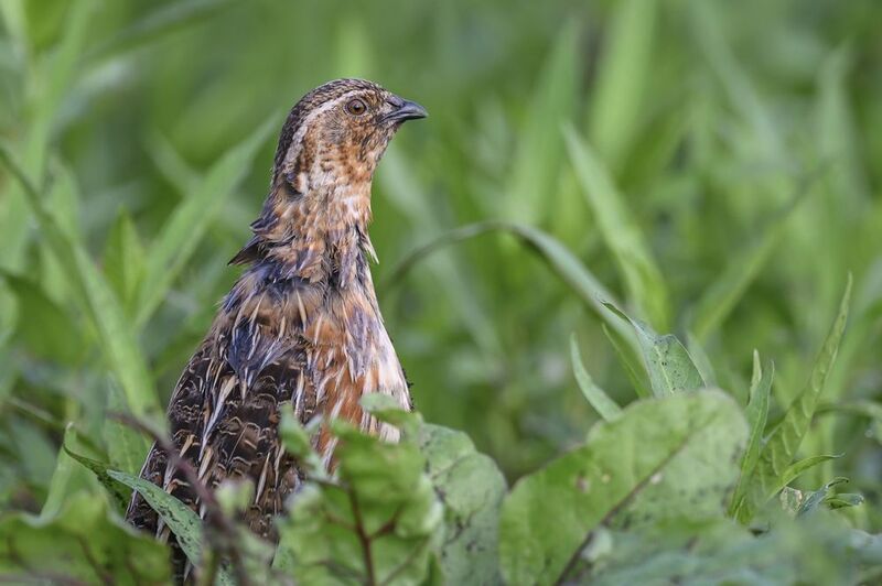 Перепелphoto preview