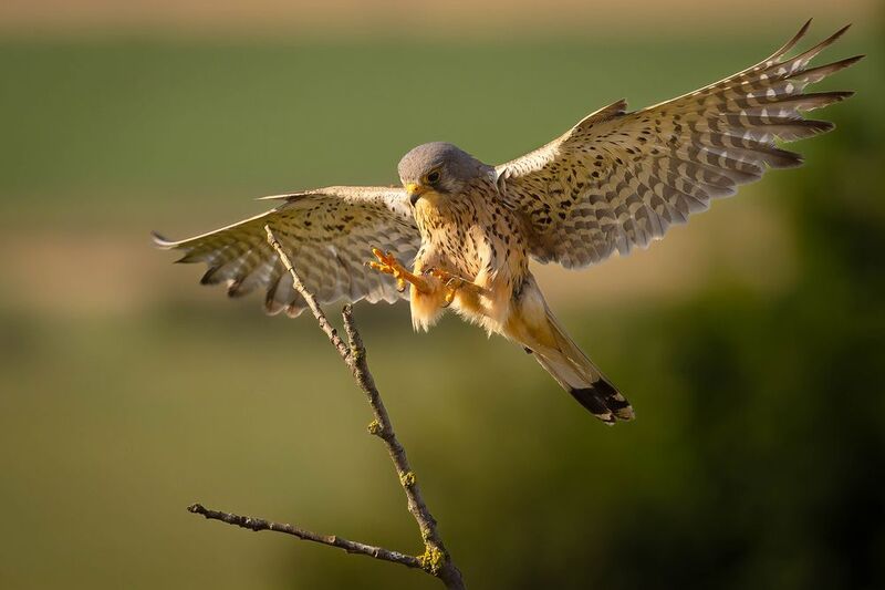 Poštolkaphoto preview