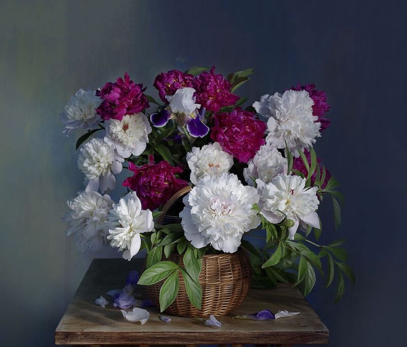 натюрморт, цветы, вера павлухина, пионы, Пионыphoto preview