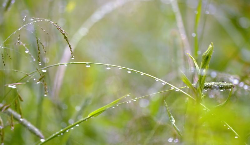 Утро....луг.....роса....photo preview