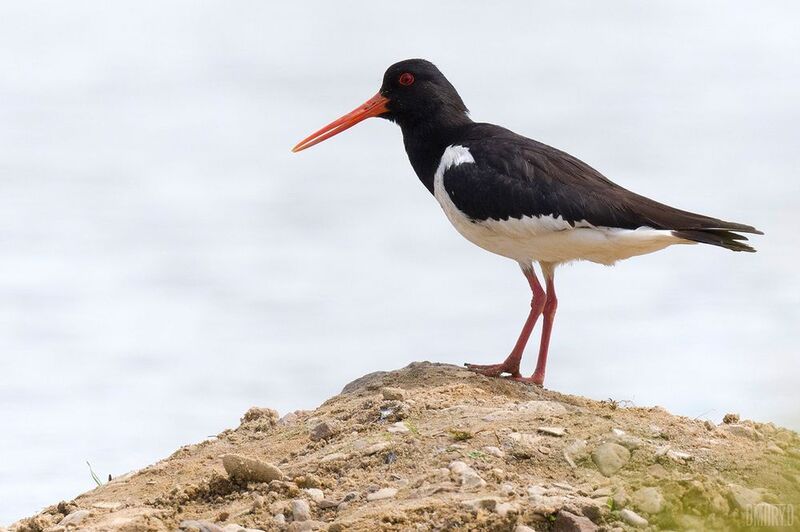 Кулик-сорока фото превью