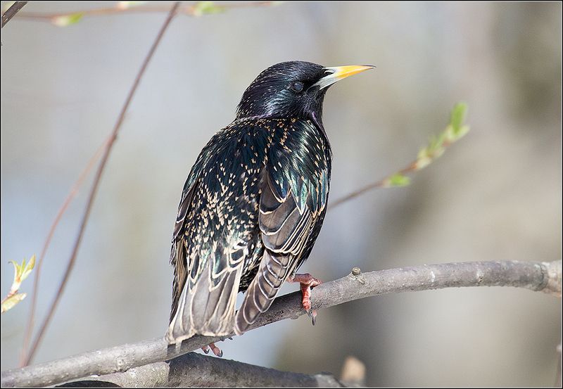 москва, парк, скворец *photo preview