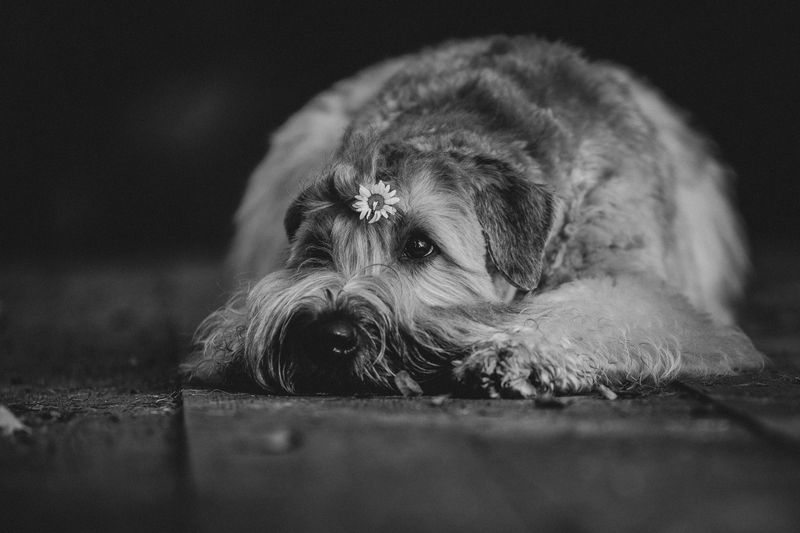 Собака...photo preview