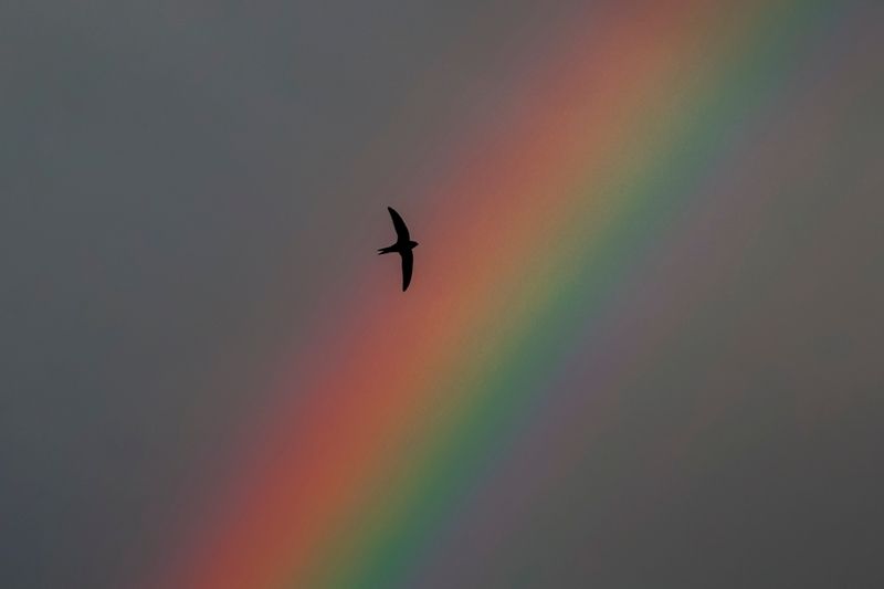 птицы,радуга.небо,пейзаж после дождя фото превью