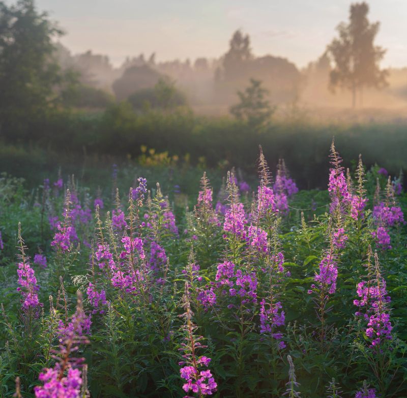 цветы, лето , утро , лес photo preview