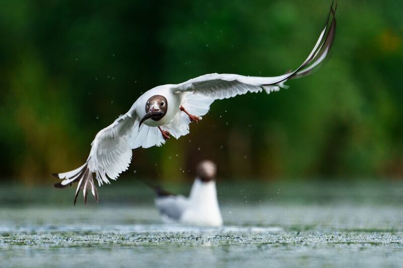 чайка удачная охотаphoto preview