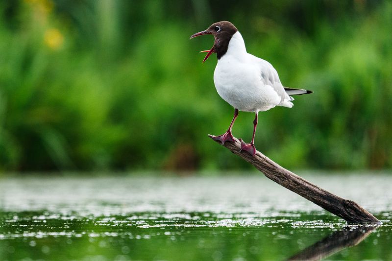 Голосистая чайкаphoto preview