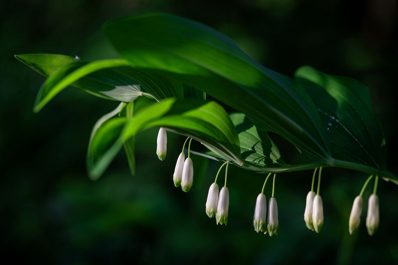 купена, природа, растение Купена фото превью