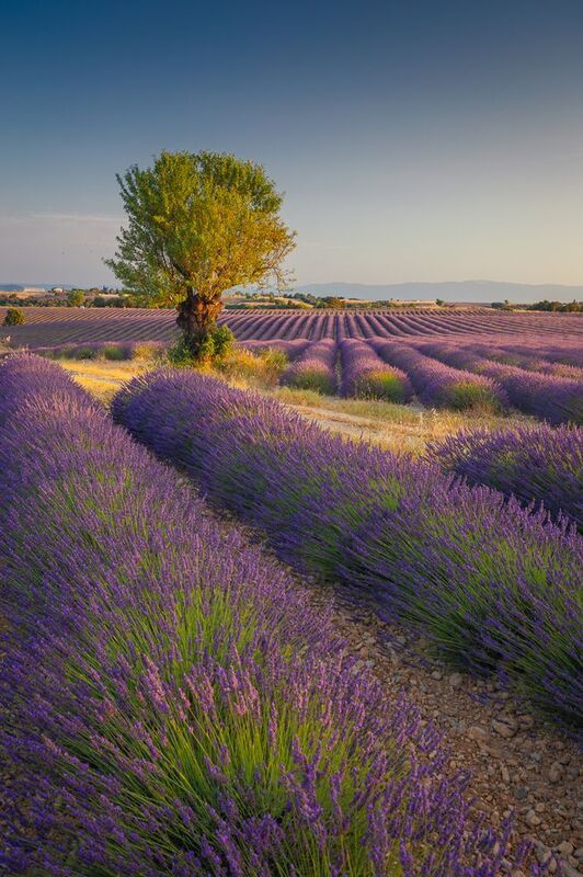 Provencephoto preview