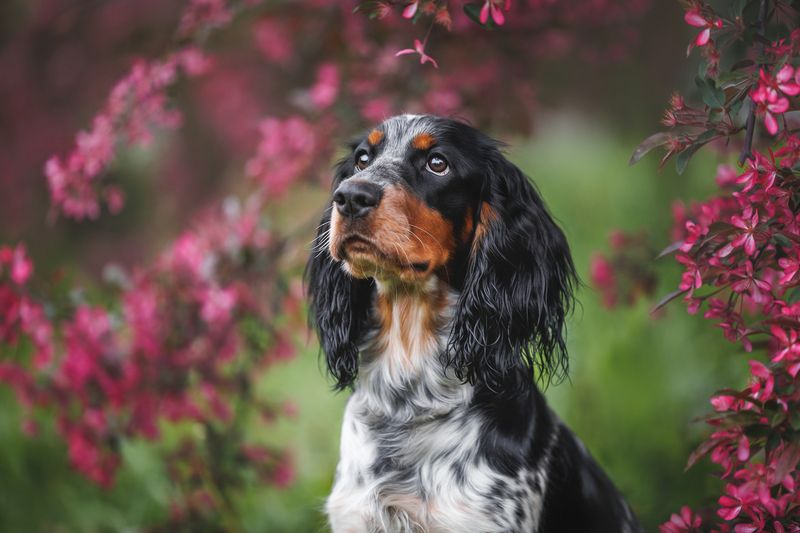 Яблоневый садphoto preview