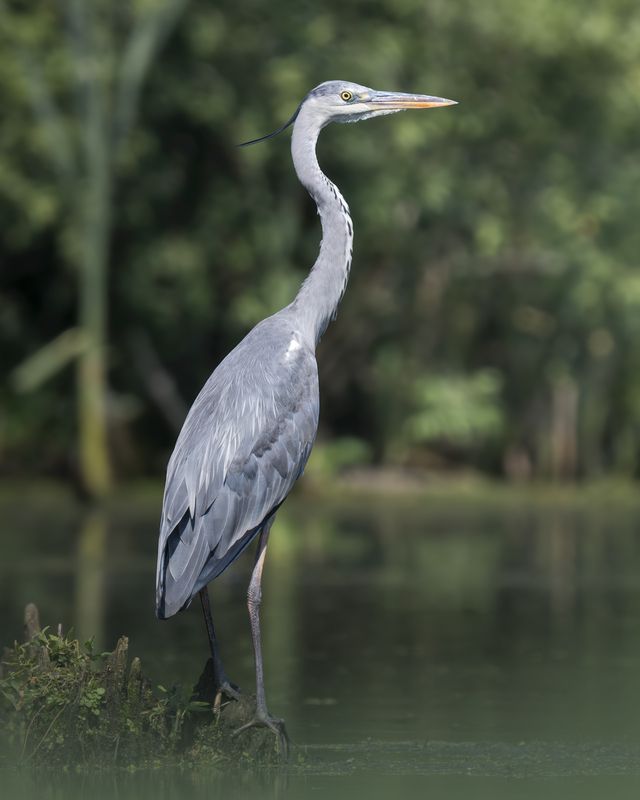 Серая цапля (Ardea cinerea) photo preview
