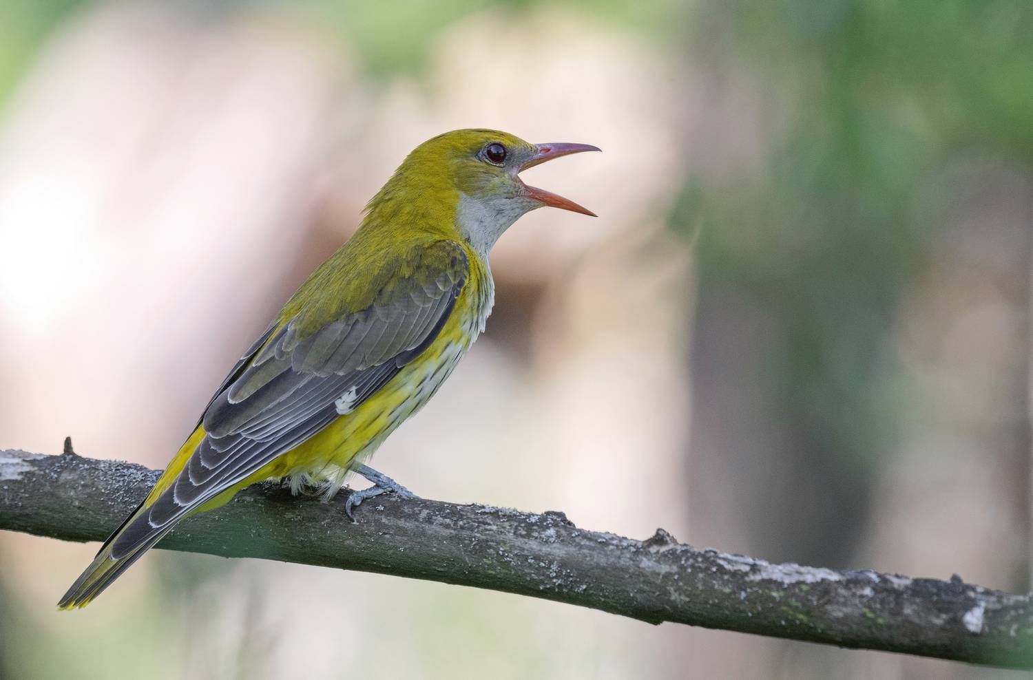 иволга, птицы, весна, лето, фотоохота, Сигушин Руслан